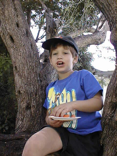 Kid in Tree Photo
